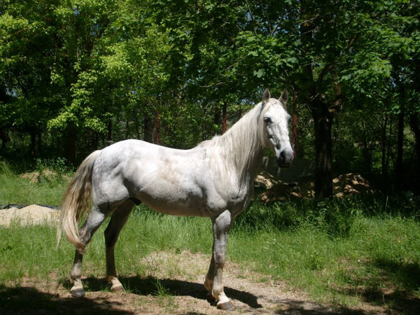 Cirrus