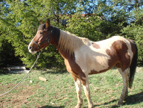 horses