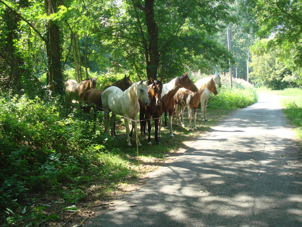 The horses waiting for lunch at the river