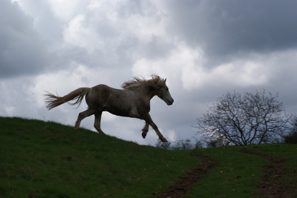 Komodor stretching his legs