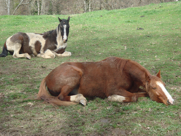 Opel having a snooze
