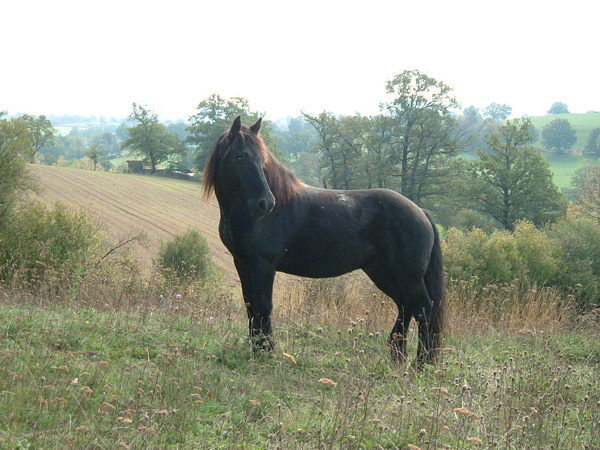 horses