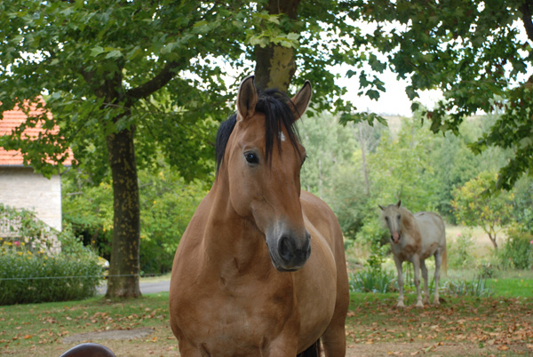 horses