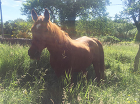 horses