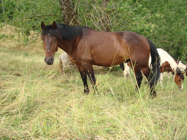 horses