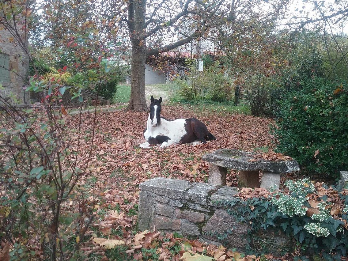 horses