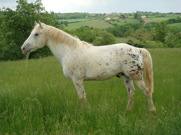 horses
