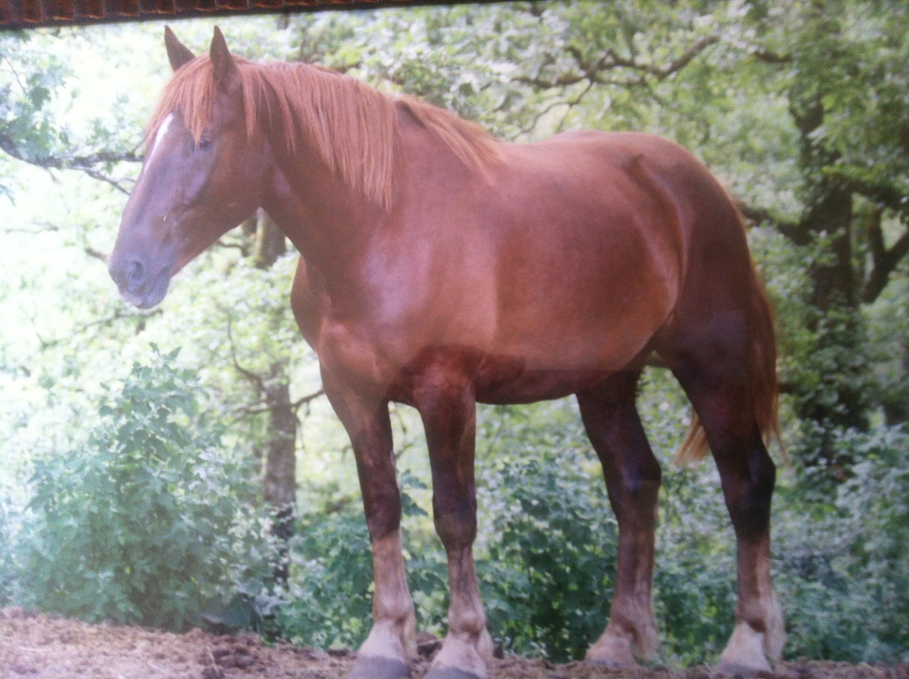 horses