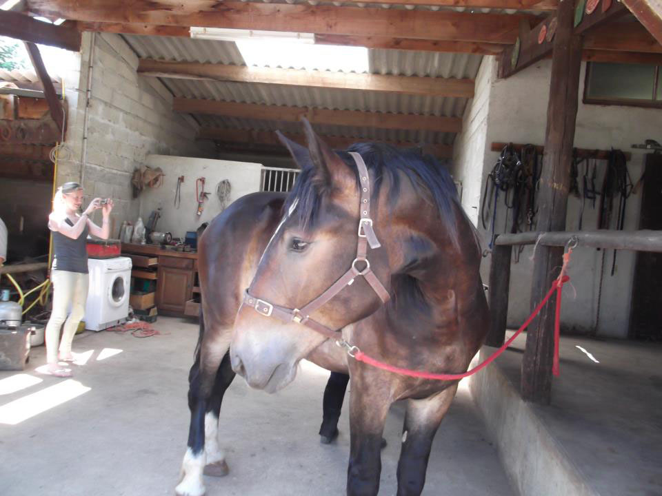 horses