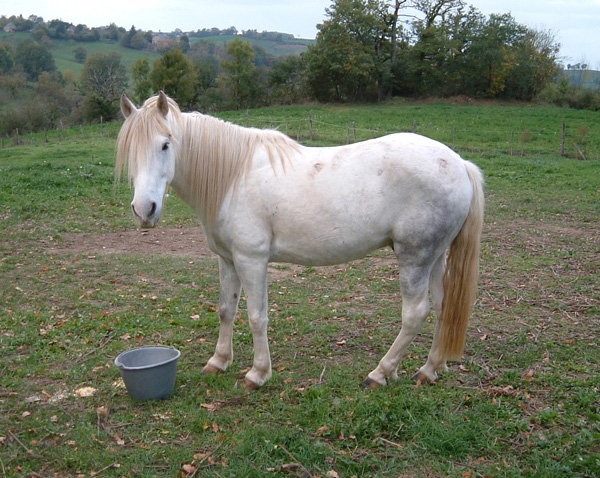 horses